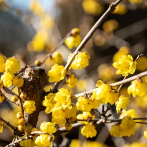 Wintersweet Tree Live Plant, In 4 Inch Pot, Yellow Wintersweet Seedling, Fragrant Flowers, Winter Blooming