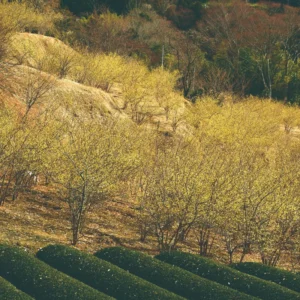 Wintersweet Tree Live Plant, In 4 Inch Pot, Yellow Wintersweet Seedling, Fragrant Flowers, Winter Blooming