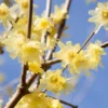 Wintersweet Tree Live Plant – Fragrant Yellow Flowers, Winter Blooming Seedling in 4-Inch Pot, Ideal for Home Gardens