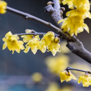 Fragrant Wintersweet Tree Live Plant, Winter Blooming Yellow Flowers Wintersweet Seedling in 4-Inch Pot, Perfect for Landscaping