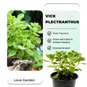 Plectranthus Vick Plant Live, In 4 Inch Pot, Fragrant Plants, House Plants, Garden Plants
