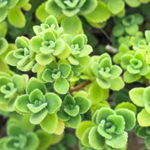 Plectranthus Vick Plant Live, In 4 Inch Pot, Fragrant Plants, House Plants, Garden Plants