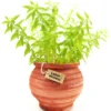 Lemon Verbena Plant Live - In 4 inc Pot - Perennial Verbena Herb Live Plant