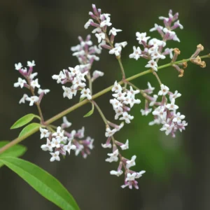 Lemon Verbena Plant Live - In 4 inc Pot - Perennial Verbena Herb Live Plant