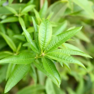 Lemon Verbena Plant Live - In 4 inc Pot - Perennial Verbena Herb Live Plant