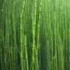 5 Horsetail Grass Live Plants in 4-Inch Container – Ideal for Aquatic Features, Ponds, and Landscape Decoration