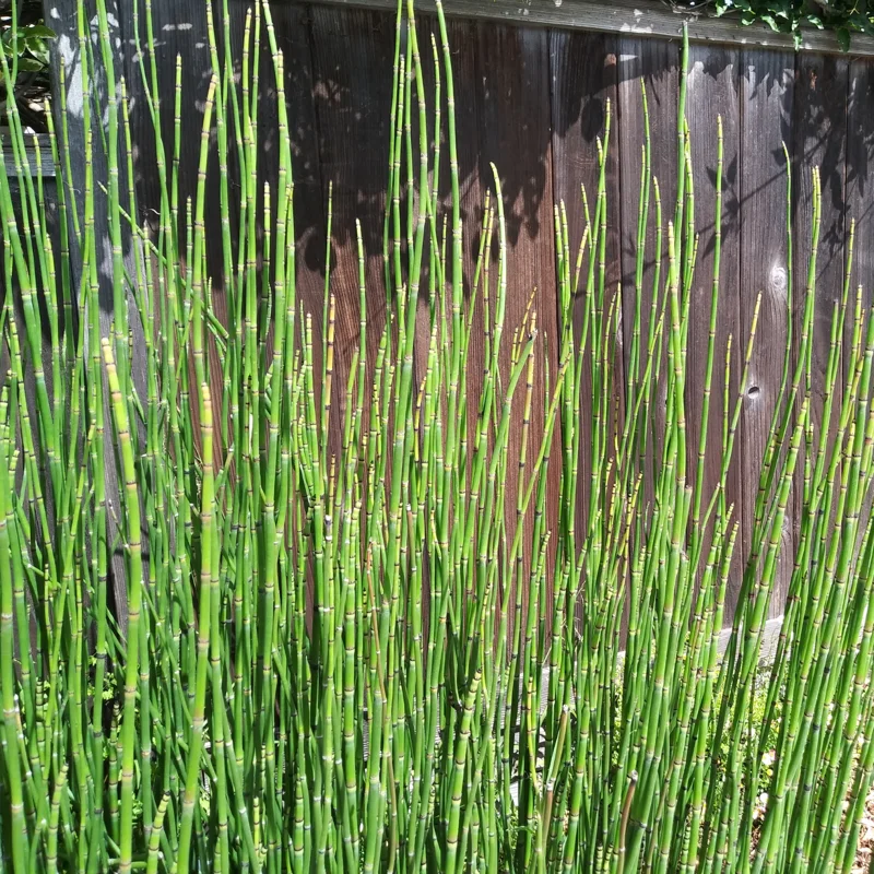 5 Horsetail Grass Live Plants in 4-Inch Container – Ideal for Aquatic Features, Ponds, and Landscape Decoration