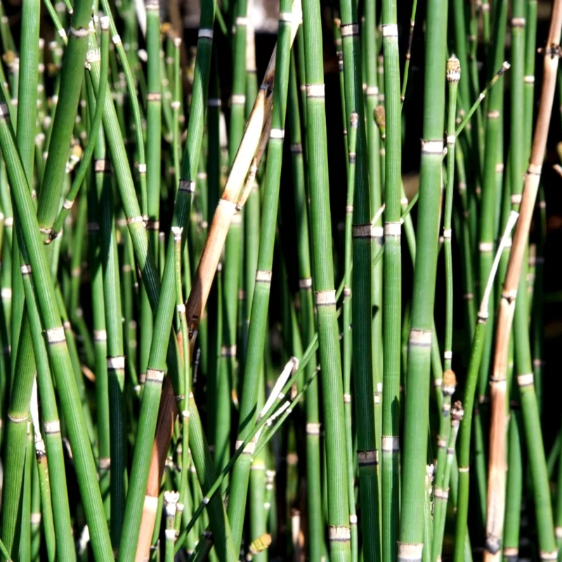 5 Live Horsetail Grass Plants Live in Compact 4-Inch Container – A Great Addition to Ponds and Aquatic Landscapes
