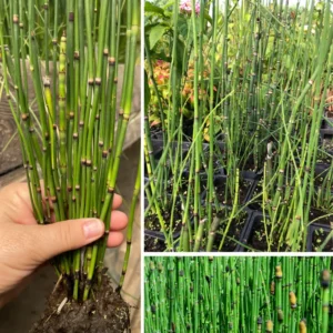 5 Live Horsetail Grass Plants Live in Compact 4-Inch Container – A Great Addition to Ponds and Aquatic Landscapes
