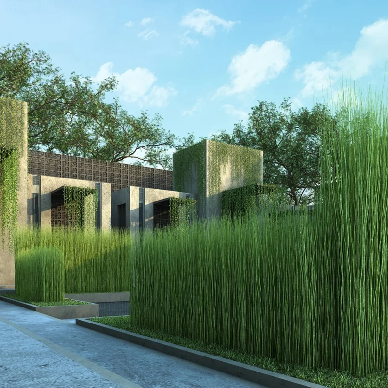 5 Live Horsetail Grass Plants Live in Compact 4-Inch Container – A Great Addition to Ponds and Aquatic Landscapes