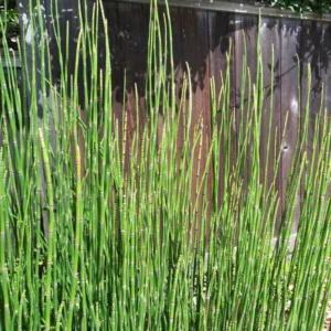 5 Live Horsetail Grass Plants Live in Compact 4-Inch Container – A Great Addition to Ponds and Aquatic Landscapes