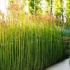5 Horsetail Grass Live Plants in 4-Inch Container – Ideal for Aquatic Features, Ponds, and Landscape Decoration