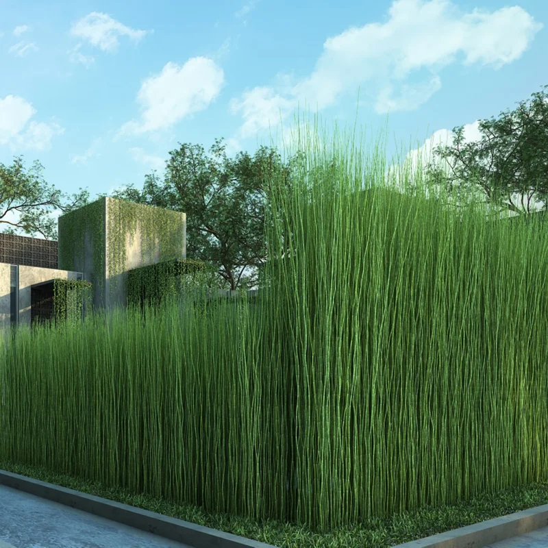 5 Live Horsetail Grass Plants Live in Compact 4-Inch Container – A Great Addition to Ponds and Aquatic Landscapes