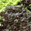 Black Ajuga Live Plant, Ajuga Ground Cover Plant, In 3.5 Inch Pot