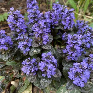 3 Black Ajuga Live Plants in 3.5-Inch Pot – Hardy Ground Cover for Stunning Garden Landscapes