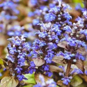 2 Chocolate Ajuga Live Plants, Ajuga Ground Cover Plants, In 3.5 Inch Pot