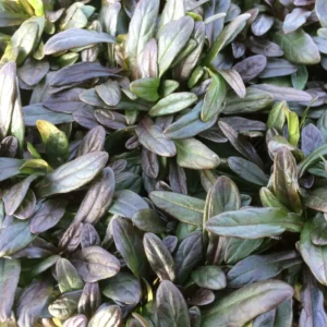 2 Chocolate Ajuga Live Plants, Ajuga Ground Cover Plants, In 3.5 Inch Pot