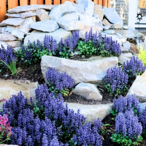 3 Chocolate Ajuga Live Plants in 3.5-Inch Pot – Hardy Ground Cover for Stunning Garden Landscapes