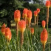 4 Red Hot Poker Lily Plants Bareroots – Vibrant Kniphofia for Stunning Garden Blooms