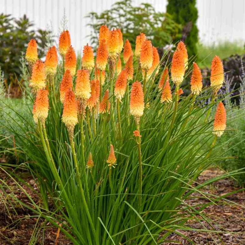 4 Red Hot Poker Lily Plants Bareroots – Vibrant Kniphofia for Stunning Garden Blooms