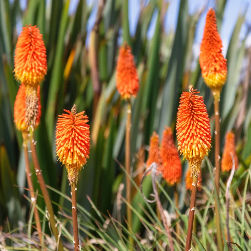 4 Red Hot Poker Lily Plants Bareroots – Vibrant Kniphofia for Stunning Garden Blooms