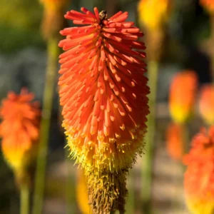 4 Red Hot Poker Lily Plants Bareroots – Vibrant Kniphofia for Stunning Garden Blooms