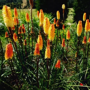 2 Kniphofia Red Hot Poker Plants Live Bareroots - Kniphofia Lilies Live Plant - Hardy Perennial Plants for Garden and Borders
