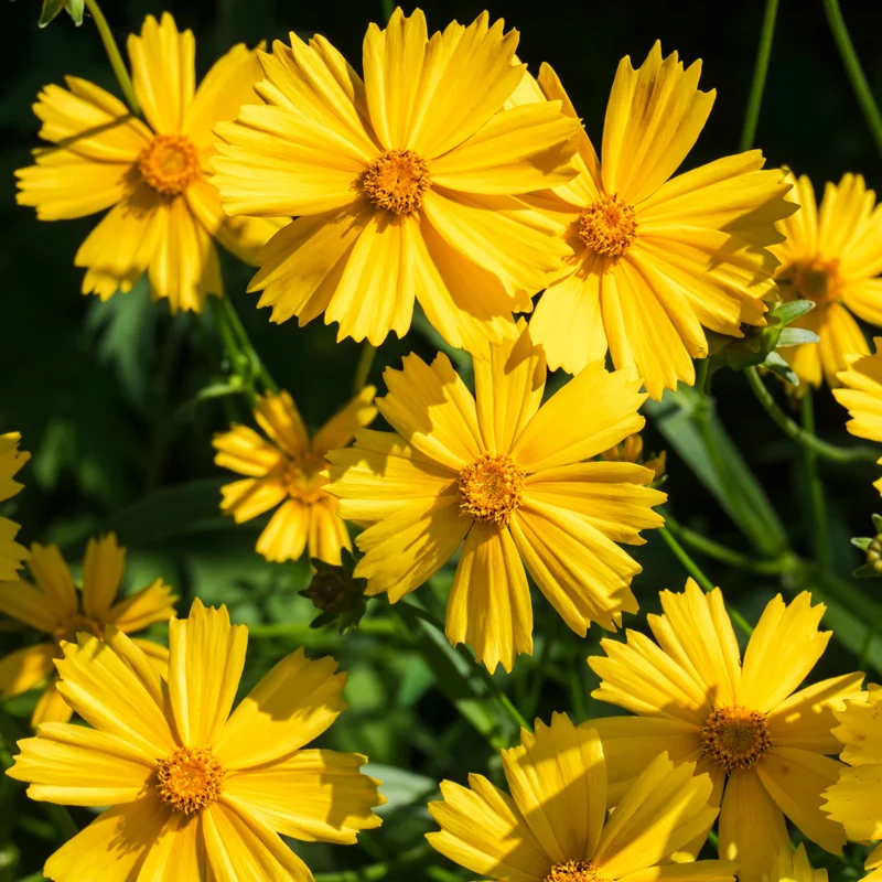 1 Yellow Coreopsis Live Plant, Tickseed Coreopsis Flowers Perennial, In 4 Inch Pot, Coreopsis Plant Live For Planting