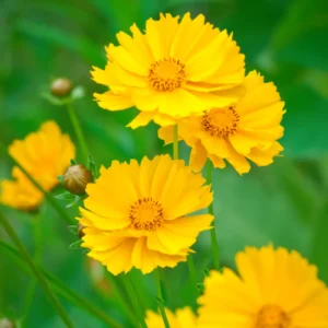 1 Yellow Coreopsis Live Plant, Tickseed Coreopsis Flowers Perennial, In 4 Inch Pot, Coreopsis Plant Live For Planting