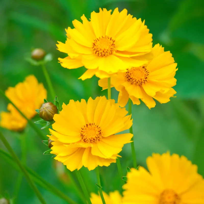 Yellow Coreopsis Live Plant, Tickseed Coreopsis Flowers Perennial, In 4 Inch Pot, Coreopsis Plant Live For Planting