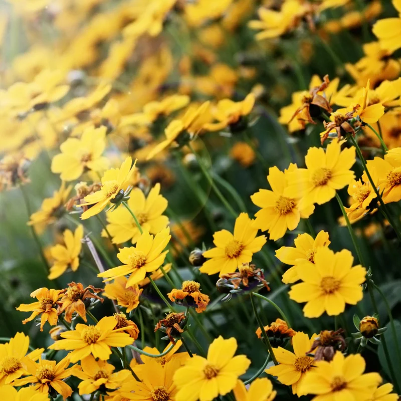 1 Yellow Coreopsis Live Plant, Tickseed Coreopsis Flowers Perennial, In 4 Inch Pot, Coreopsis Plant Live For Planting