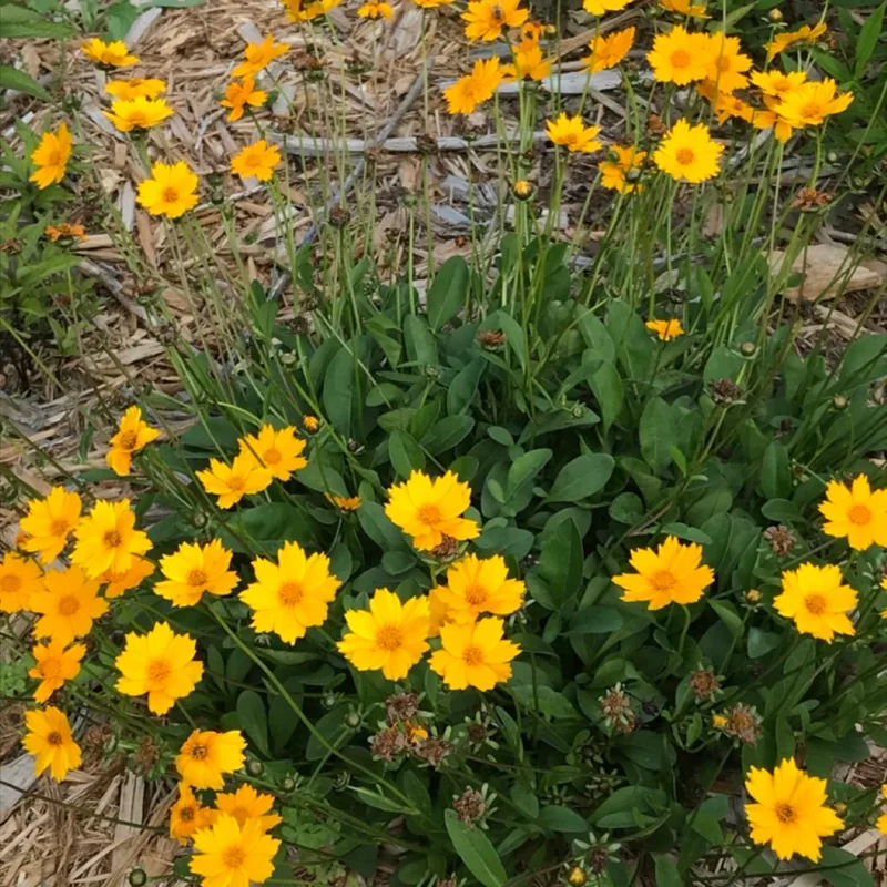 1 Yellow Coreopsis Live Plant, Tickseed Coreopsis Flowers Perennial, In 4 Inch Pot, Coreopsis Plant Live For Planting