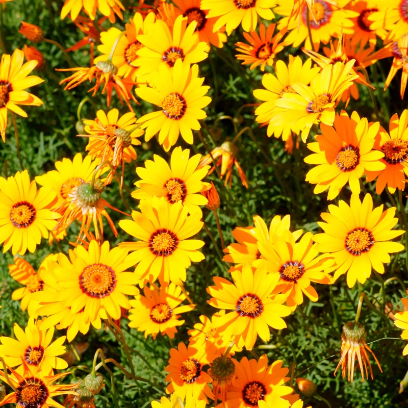 1 Yellow Coreopsis Live Plant, Tickseed Coreopsis Flowers Perennial, In 4 Inch Pot, Coreopsis Plant Live For Planting