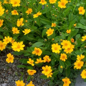 1 Yellow Coreopsis Live Plant, Tickseed Coreopsis Flowers Perennial, In 4 Inch Pot, Coreopsis Plant Live For Planting