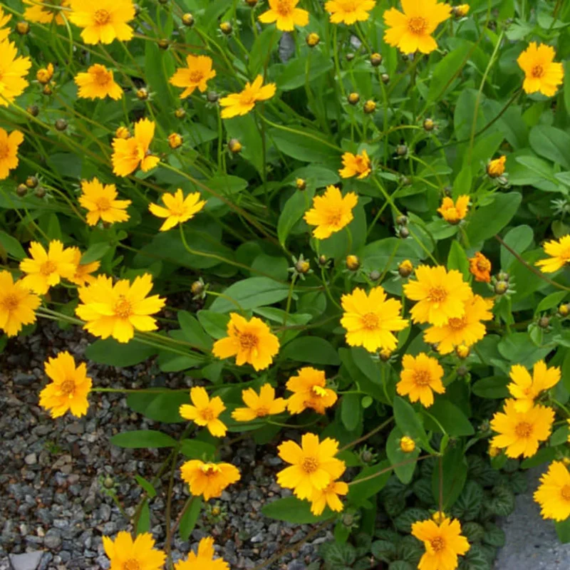 Yellow Coreopsis Live Plant, Tickseed Coreopsis Flowers Perennial, In 4 Inch Pot, Coreopsis Plant Live For Planting