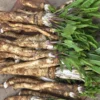 2Lbs Bareroot Horseradish Roots For Planting, Live Horseradish Crown, Sold By Weight