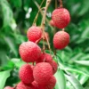 Sweet Lychee Tree Live Plant, Live Lychee Plant Live - 5 to 9 Inch Tall - Litchi Fruit Outdoors - Zone 9 to 12