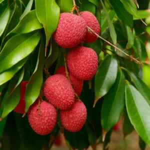 Sweet Lychee Tree Live Plant, Live Lychee Plant Live - 5 to 9 Inch Tall - Litchi Fruit Outdoors - Zone 9 to 12