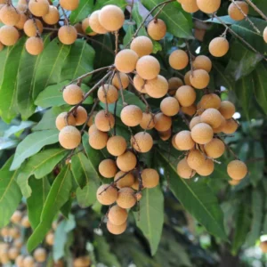 Sweet Longan Tree Live Plant, 5 to 9 Inches Tall, Perfect for Outdoor Growing and Fresh Longan Fruit