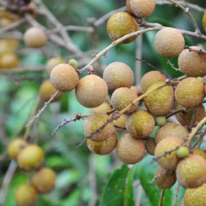 Sweet Longan Tree Live Plant, 5 to 9 Inches Tall, Perfect for Outdoor Growing and Fresh Longan Fruit