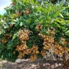 Longan Plant Live, Size 5-9 Inch Tall, Longan Tree for Outdoor Longan Fruit Cultivation