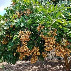 Longan Plant Live, Size 5-9 Inch Tall, Longan Tree for Outdoor Longan Fruit Cultivation