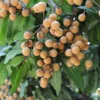 Longan Plant Live, Size 5-9 Inch Tall, Longan Tree for Outdoor Longan Fruit Cultivation