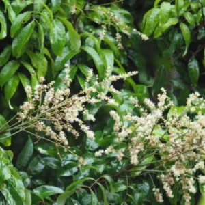 Longan Plant Live, Size 5-9 Inch Tall, Longan Tree for Outdoor Longan Fruit Cultivation