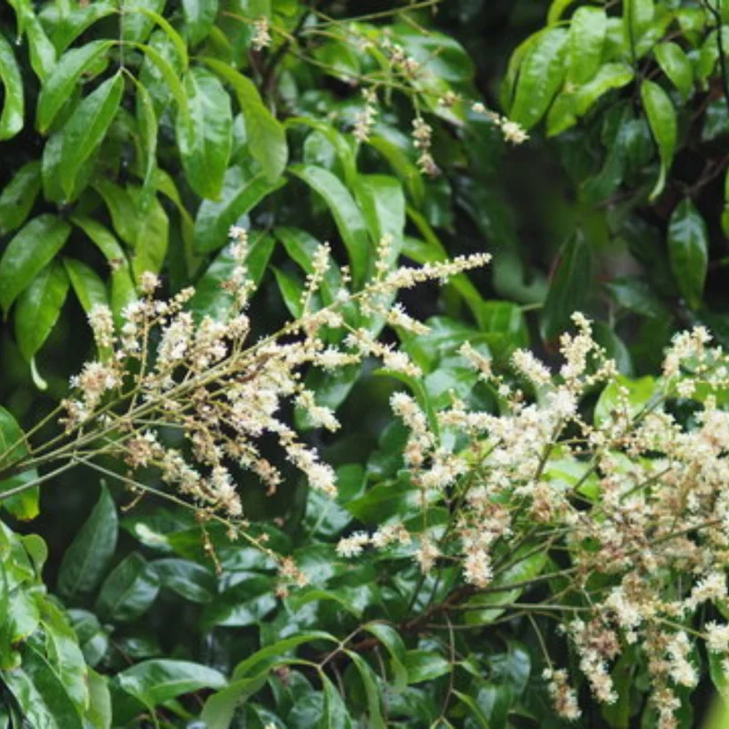 Longan Plant Live, Size 5-9 Inch Tall, Longan Tree for Outdoor Longan Fruit Cultivation