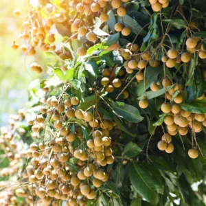 Longan Plant Live, Size 5-9 Inch Tall, Longan Tree for Outdoor Longan Fruit Cultivation