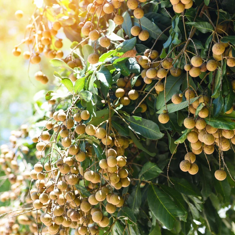 Longan Plant Live, Size 5-9 Inch Tall, Longan Tree for Outdoor Longan Fruit Cultivation