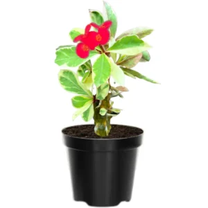 Euphorbia Milii Plant Live, Variegated Crown Of Thorn 4 Inches Pot, Rare Cactus Flower Plant, Indoor House Plant