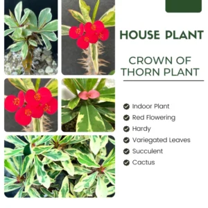 Euphorbia Milii Plant Live, Variegated Crown Of Thorn 4 Inches Pot, Rare Cactus Flower Plant, Indoor House Plant