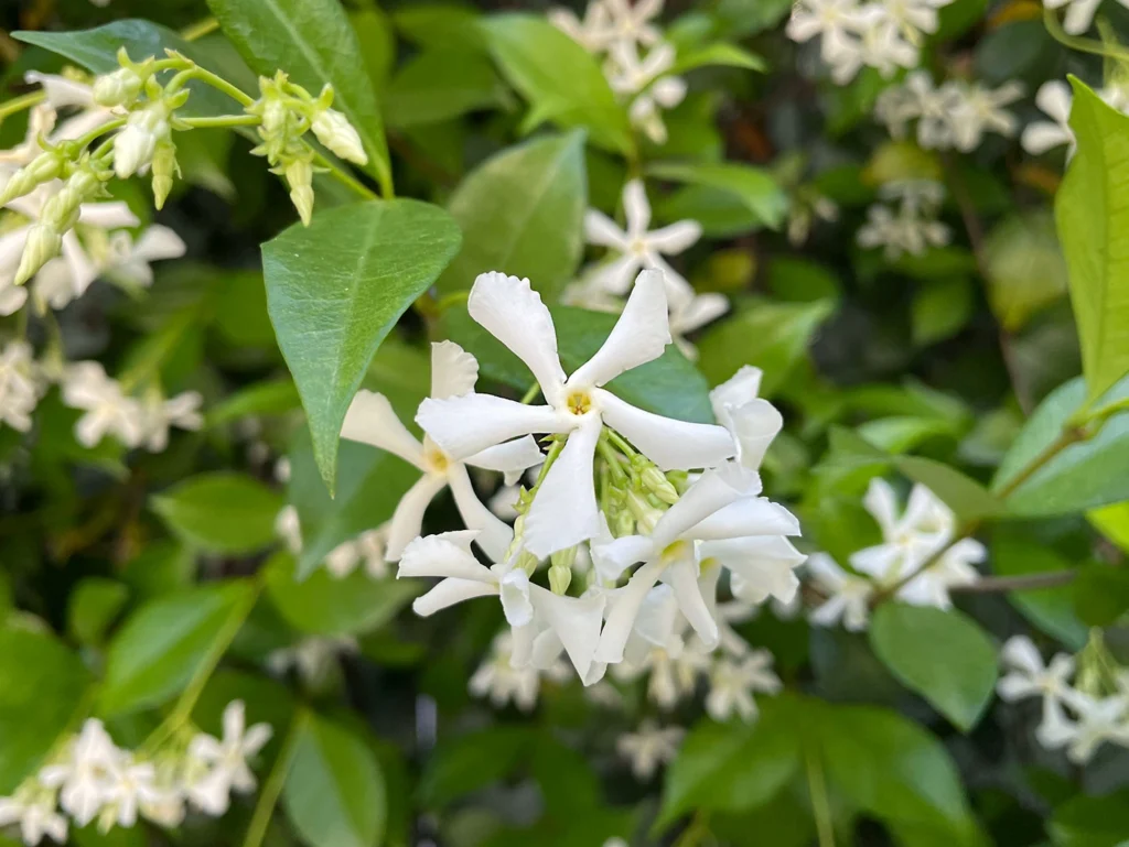 Star-Jasmine-Flower-Close-Up